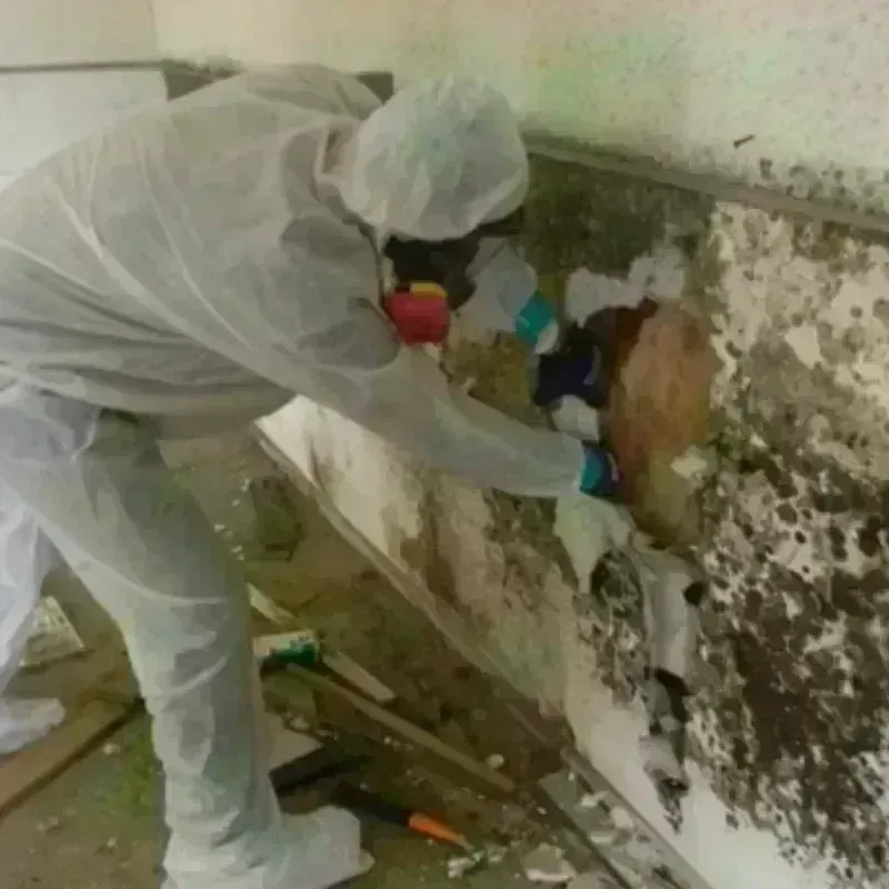 Mold Remediation and Removal in Lisbon, OH